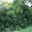 Buxus sempervirens