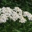 Achillea millefolium