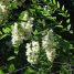 Robinia pseudoacacia