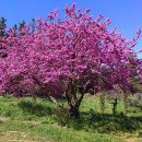 Cercis siliquastrum