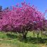 Cercis siliquastrum