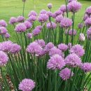 Allium schoenoprasum