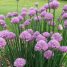 Allium schoenoprasum