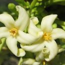 Carica papaya