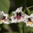 Catalpa bignonioides