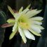Cereus peruvianus var. monstrosus