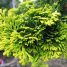 Chamaecyparis obtusa var. crippsii