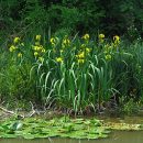 Iris pseudacorus
