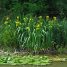 Iris pseudacorus