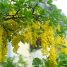 Laburnum anagyroides