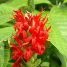 Pachystachys coccinea