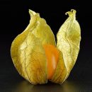 Physalis peruviana
