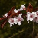 Prunus cerasifera “Nigra”
