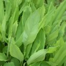 Curcuma longa