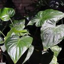 Alocasia cucullata