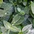Fittonia albivenis