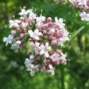 Valeriana officinalis