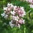 Valeriana officinalis
