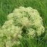 Angelica archangelica