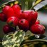Aucuba japonica “Variegata”