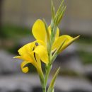 Canna glauca