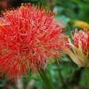 Scadoxus multiflorus