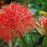 Scadoxus multiflorus
