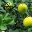 Poncirus trifoliata