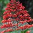 Clerodendrun paniculatum