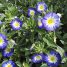 Convolvulus tricolor