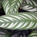 Ctenanthe setosa