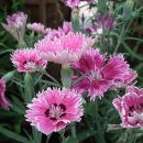 Dianthus chinensis