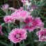Dianthus chinensis