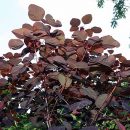 Euphorbia cotinifolia