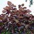 Euphorbia cotinifolia