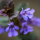 Glechoma hederacea “Variegata”
