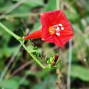 Ipomoea hederifolia