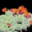 Rebutia muscula