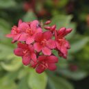 Jatropha integerrima