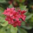 Jatropha integerrima
