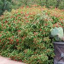 Hamelia patens