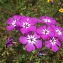 Phlox drummondii