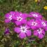 Phlox drummondii