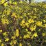Jasminum nudiflorum