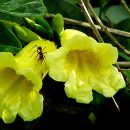 Adenocalymma comosum