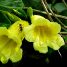 Adenocalymma comosum