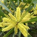 Acacia longifolia