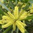 Acacia longifolia
