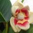 Annona glabra