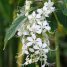 Clerodendrum wallichii